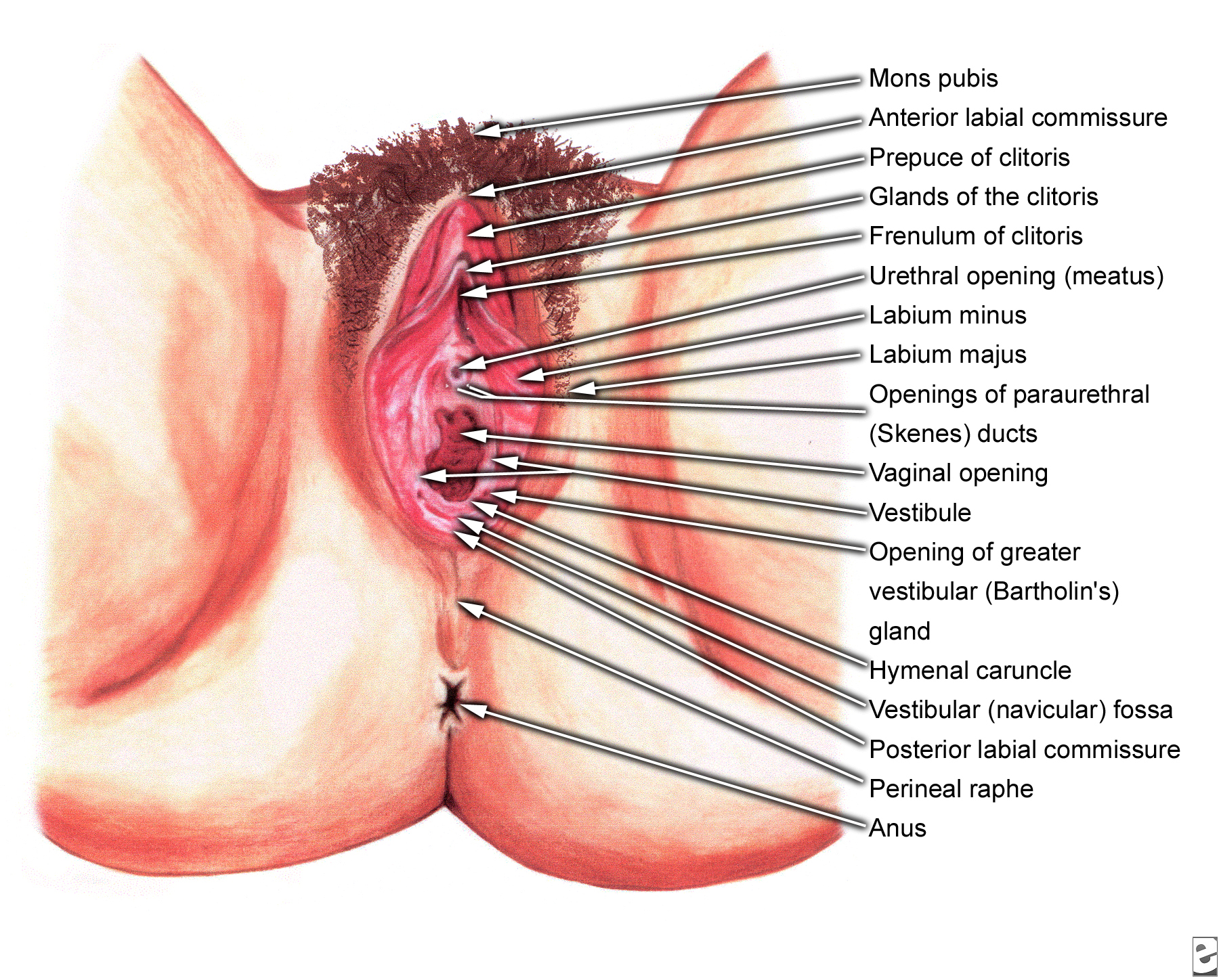 Vulva vagina